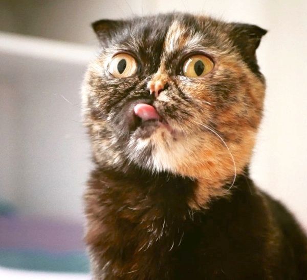 元保護猫・うにちゃん