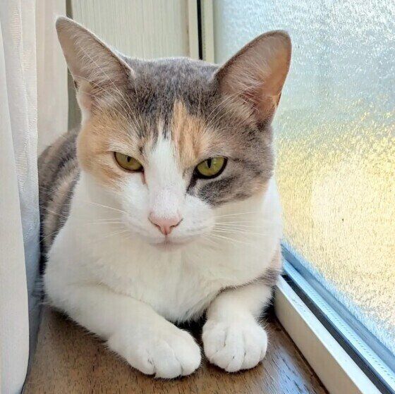 Mix（ミケ）のももちゃん♪