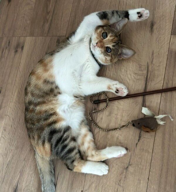 床でゴロンと転がりながら遊ぶポテトちゃん