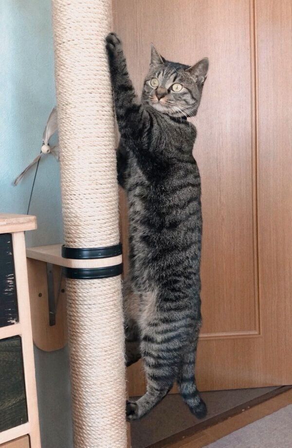 登るアテチちゃん