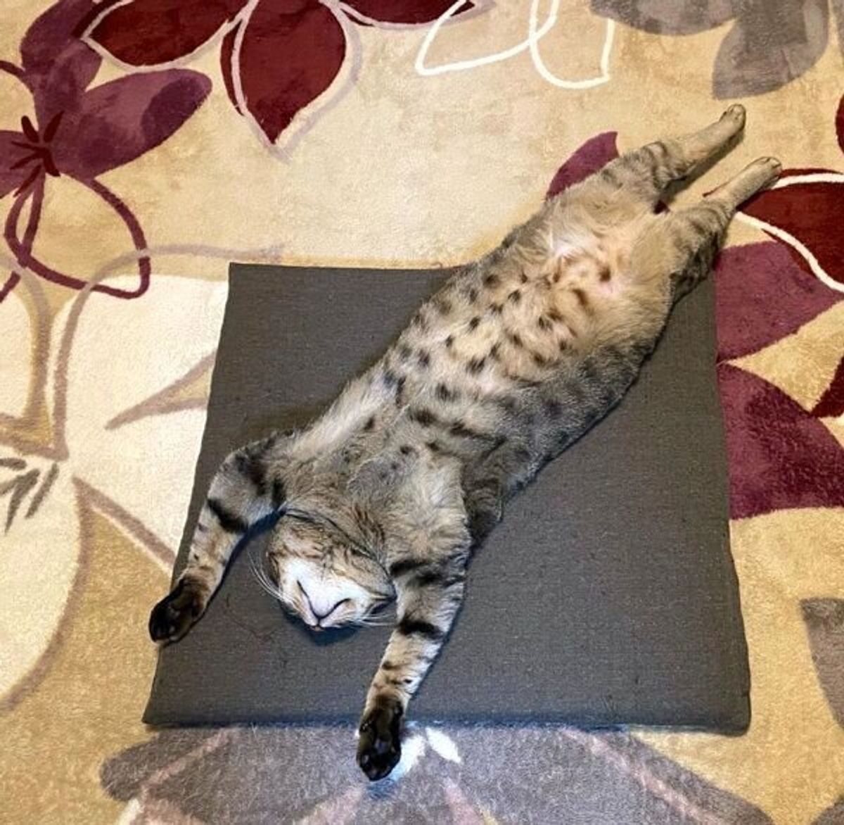 見る人を一瞬で虜に 天才的な バンザイ寝 を披露する元保護猫は性格も大らかだった ねこのきもちweb Magazine 見る人を一瞬で虜に 天才的な バンザイ寝 を披露する元保護猫は性格も大らかだった ねこのきもちweb Magazine