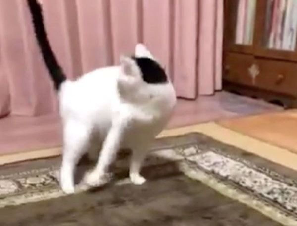 自分のしっぽの存在に気付いた猫 驚き終わった後の反応 に癒される ねこのきもちweb Magazine 自分のしっぽの存在に気付いた猫 驚き終わった後の反応 に癒される ねこのきもちweb Magazine