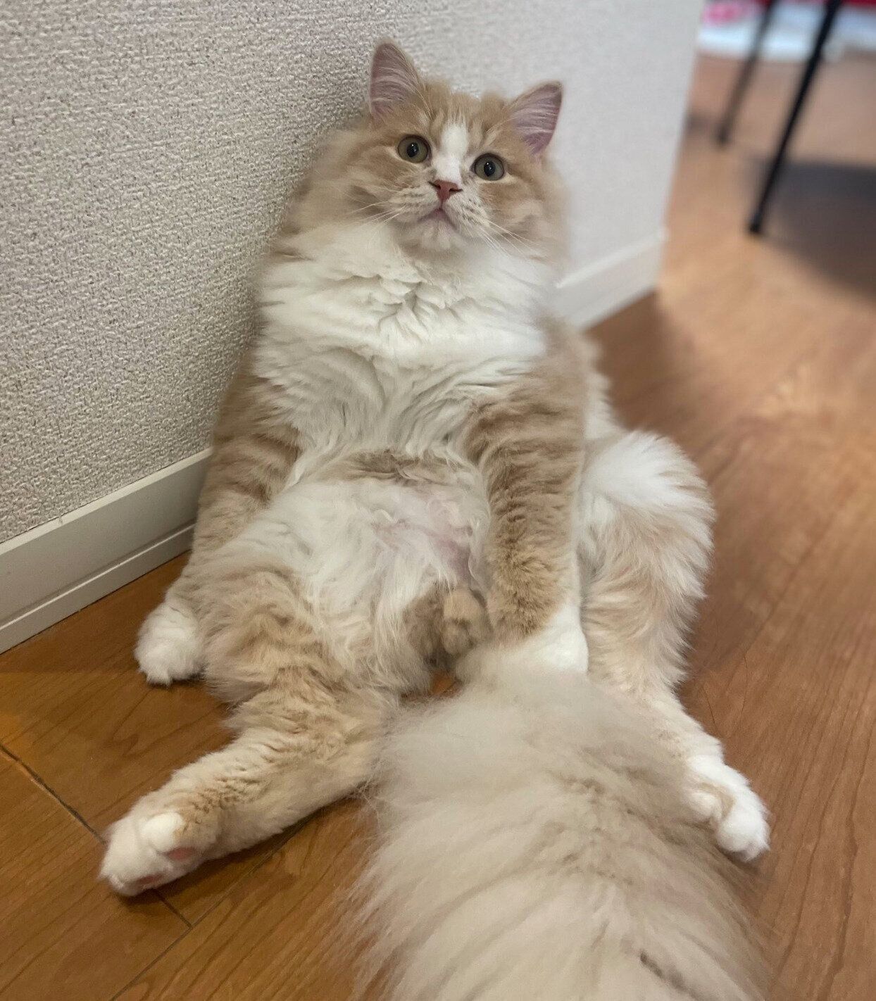 おじさんみたいな座り方をするぽてくん