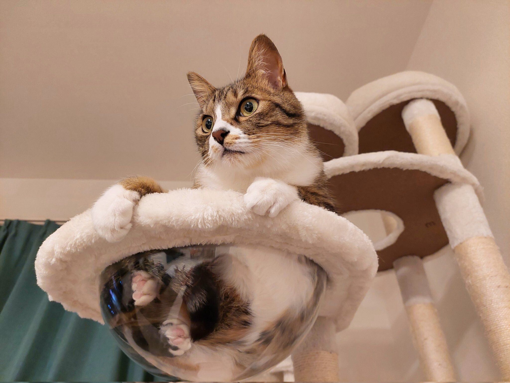 まったりするあさひくん