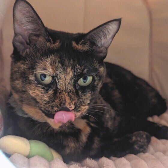 舌をペロッと出すサビ猫