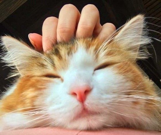 なでられているノルウェージアンフォレストキャット