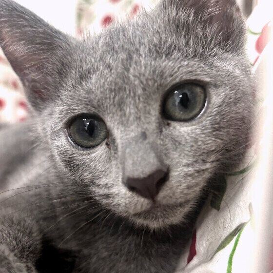 お昼寝から目覚めたロシアンブルー