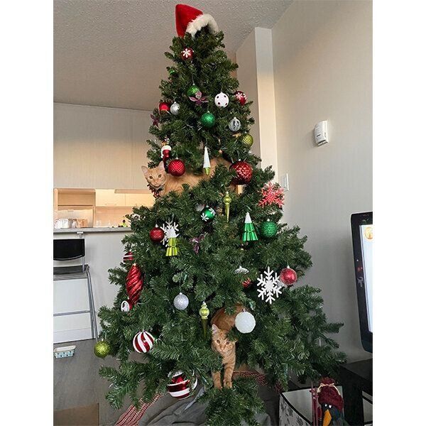 クリスマスツリーに登るトラくんとコテツくん