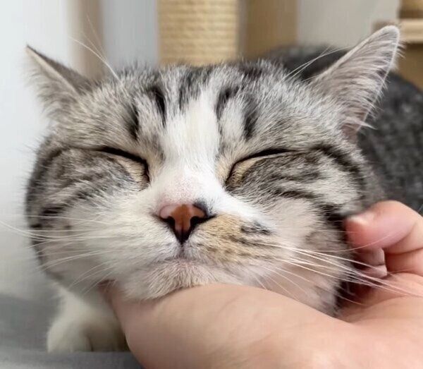 ナデナデされて気持ちよさそうなふにちゃん