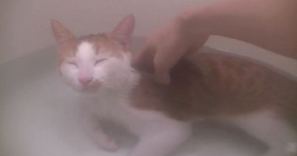 お風呂でくつろぐ猫