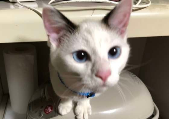 炊飯器の上に乗る猫