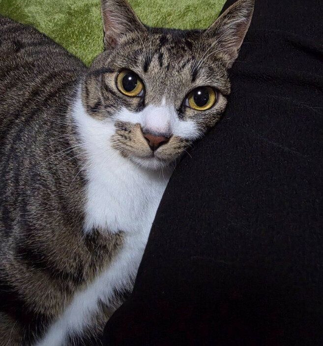 飼い主に甘える猫