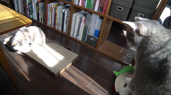 日向ぼっこする猫