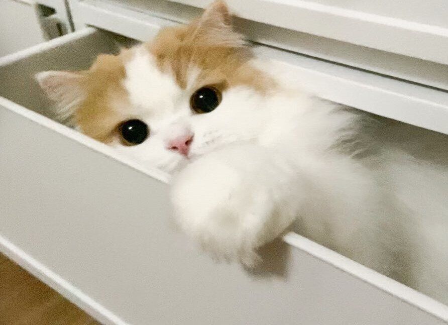 引出しから手を出すレモンさん（スコティッシュフォールド、オス）