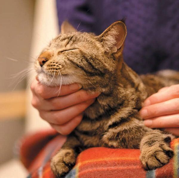 あなたと暮らす愛猫の世界には22の好きがあふれている