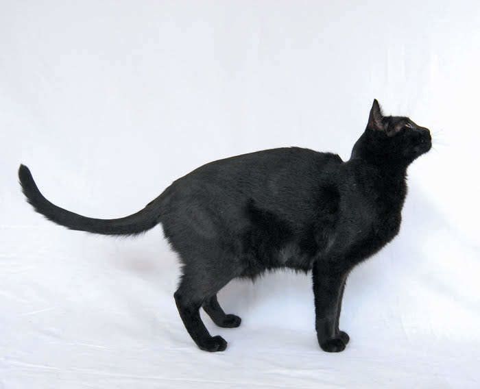 リラックスしているときのポーズ