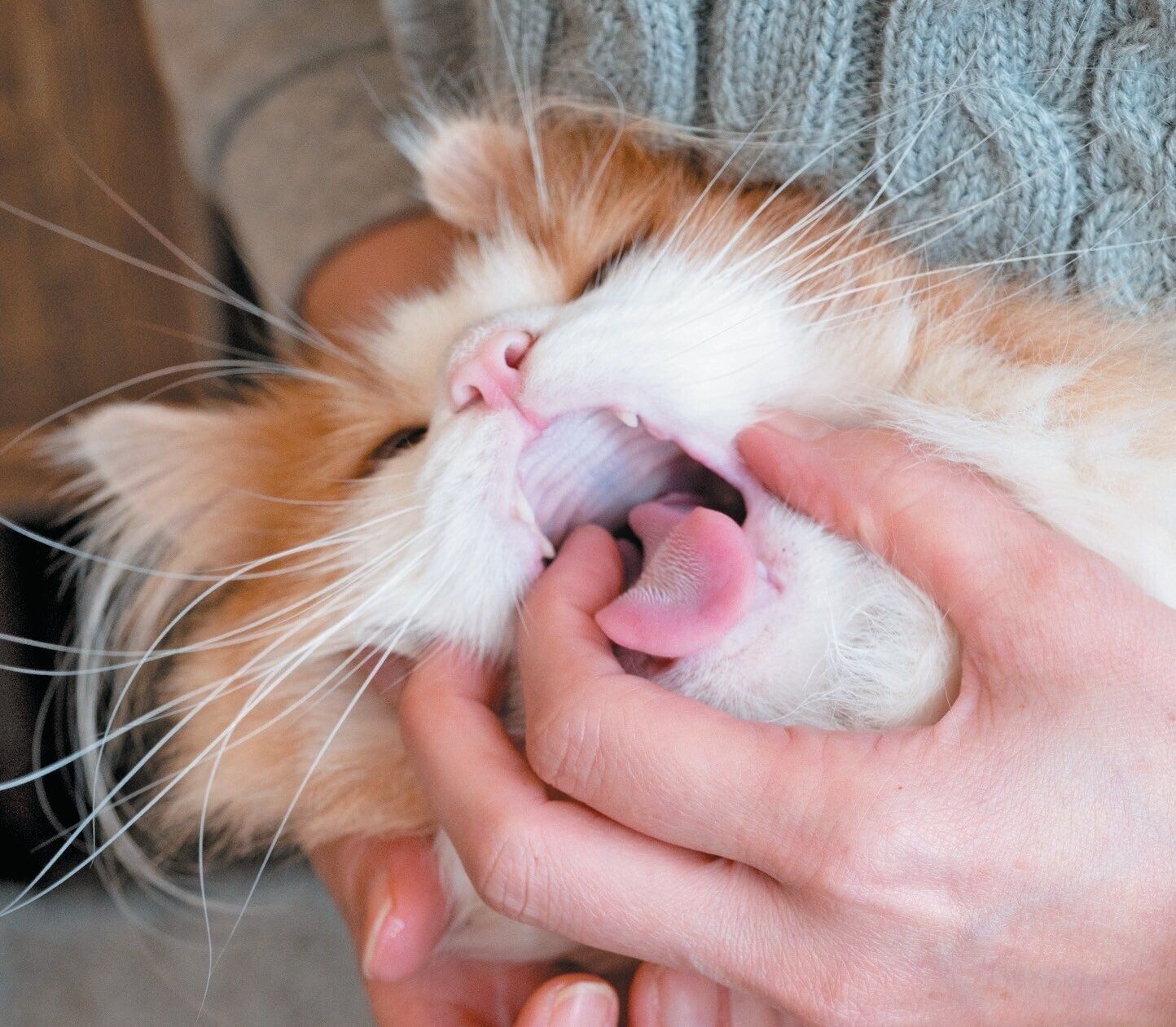 猫の口内のチェック方法