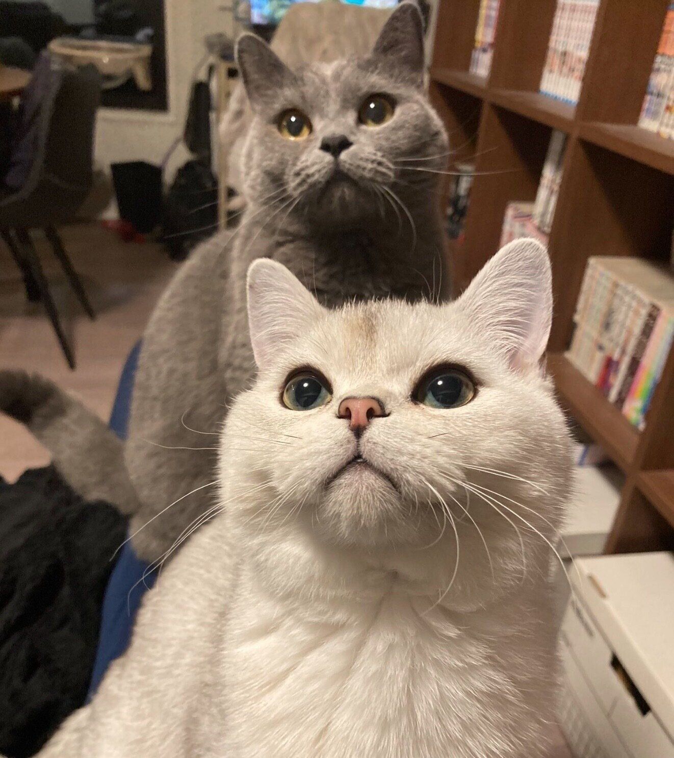 おそばくんとおすしくん