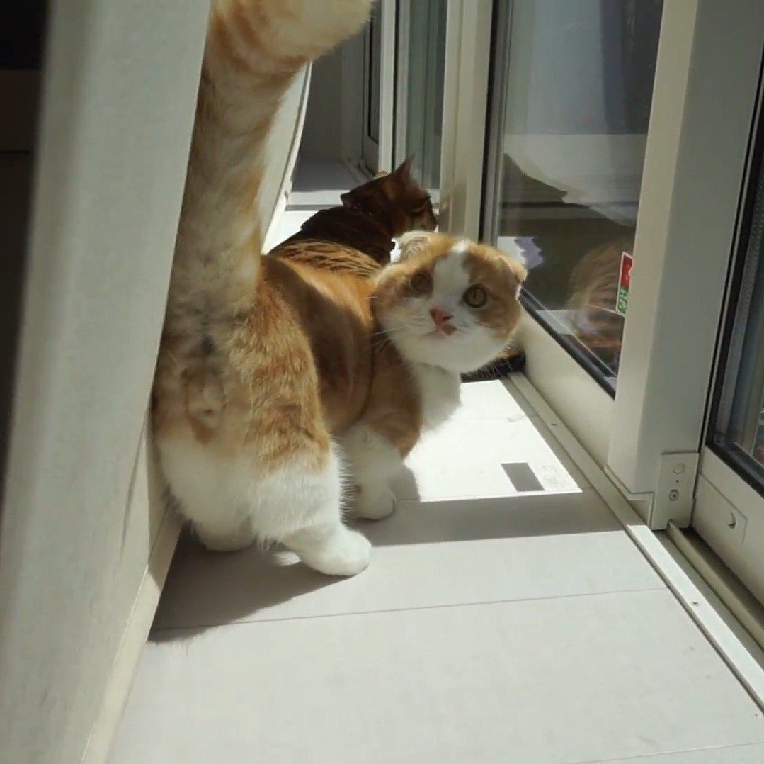 びびちゃんに近づくちゃちゃ丸くん