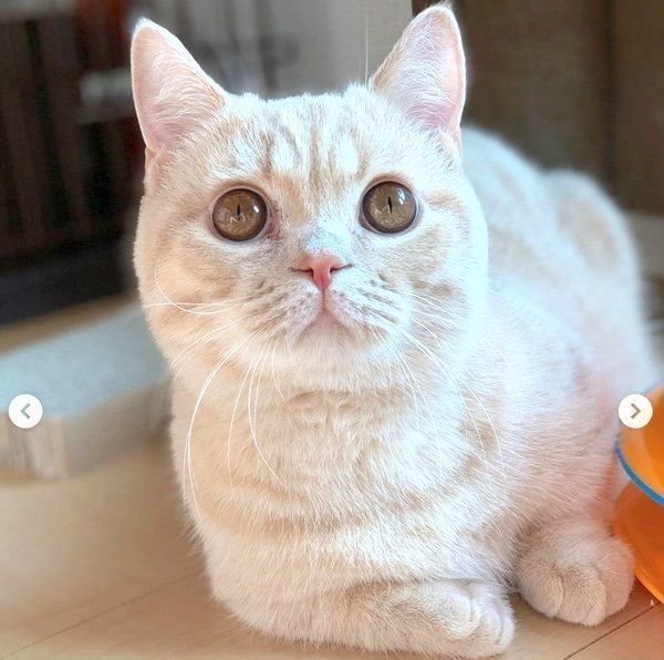 見つめるむぎくん