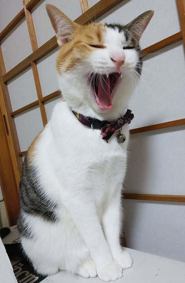 あくびする猫