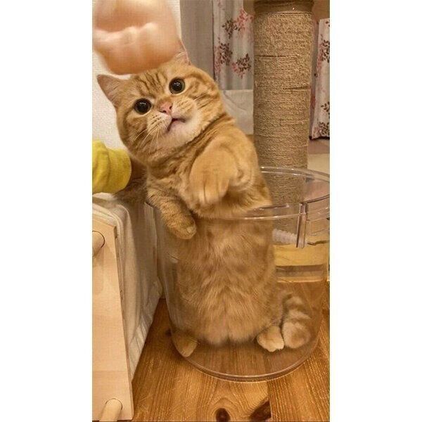 おもちゃに夢中なぷてぃこちゃん