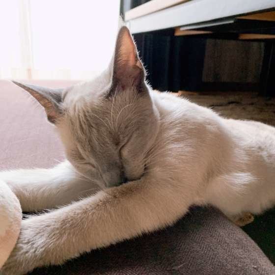 眠るロシアンブルー