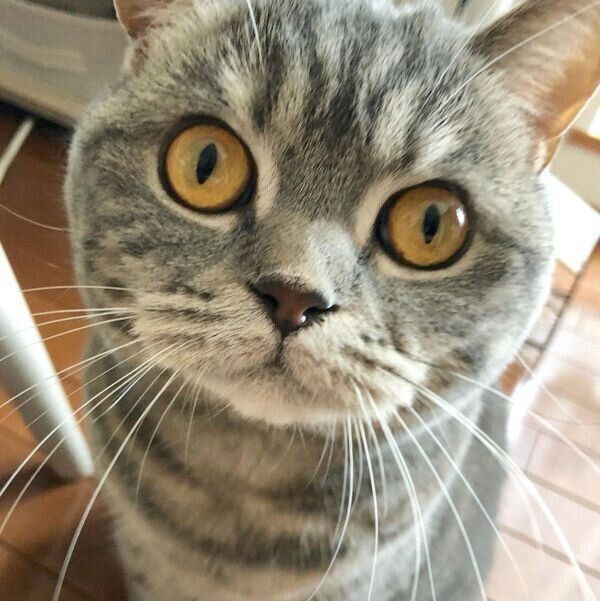 見つめるぽぺんちゃん