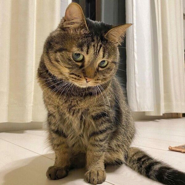 斜めからももじもじするきっとちゃん