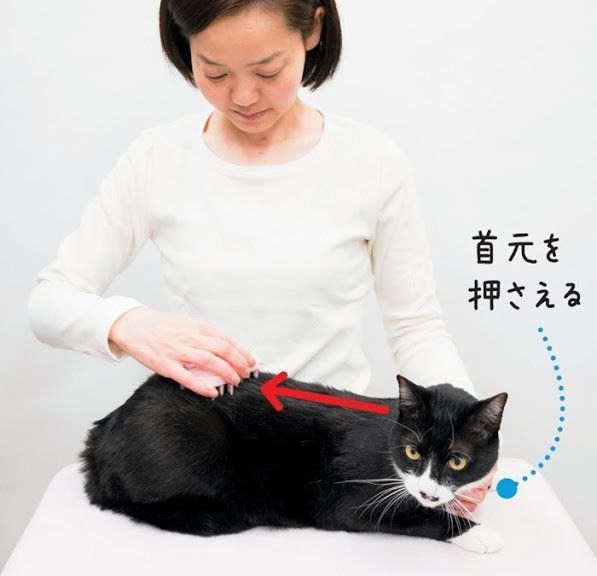 ブラッシング手順1