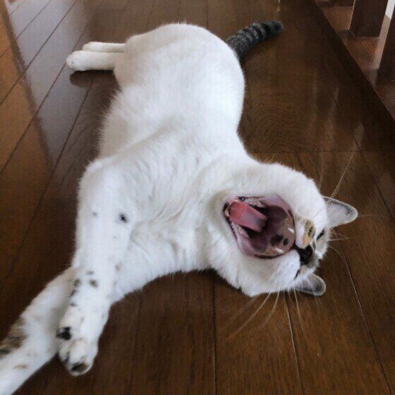 口を開けているめいちゃん