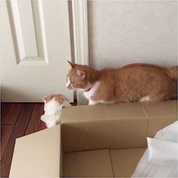 押し出されるニャンコ