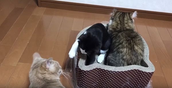 ベッドでくつろぐ猫