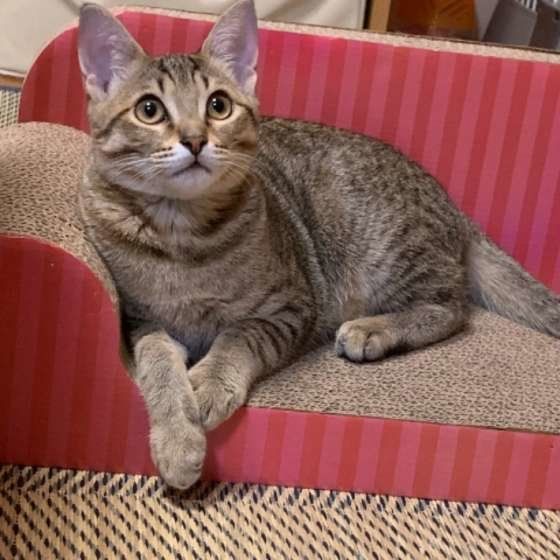 爪とぎ器でくつろぐキジトラ