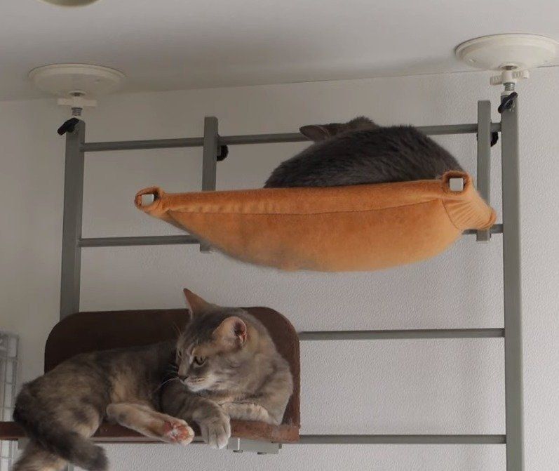 ハンモックで寝る猫