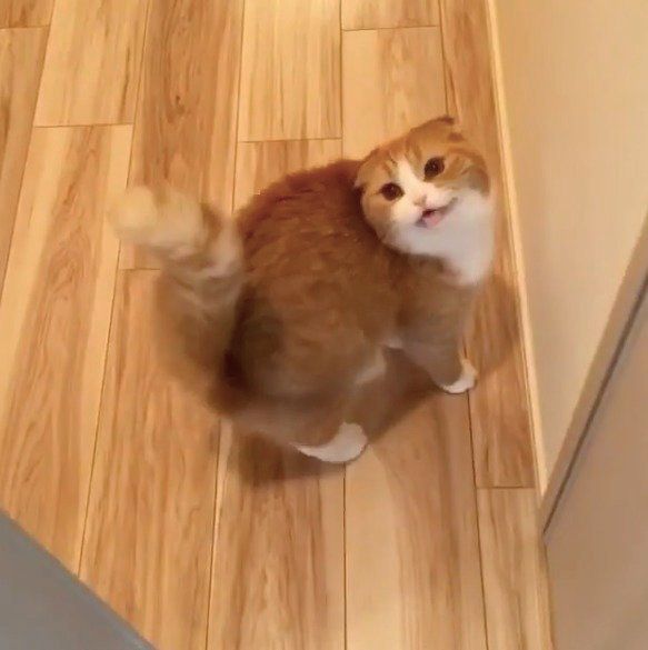 甘える猫ちゃん