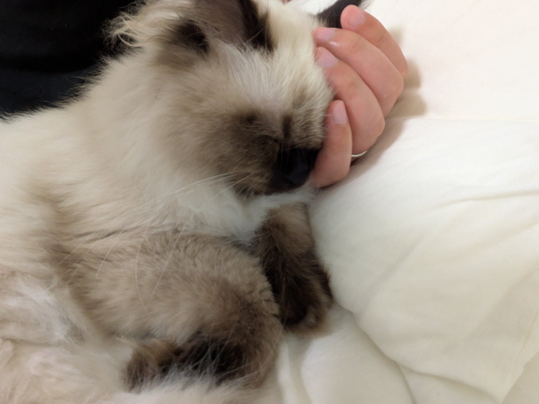 ぐっすり眠る福くん