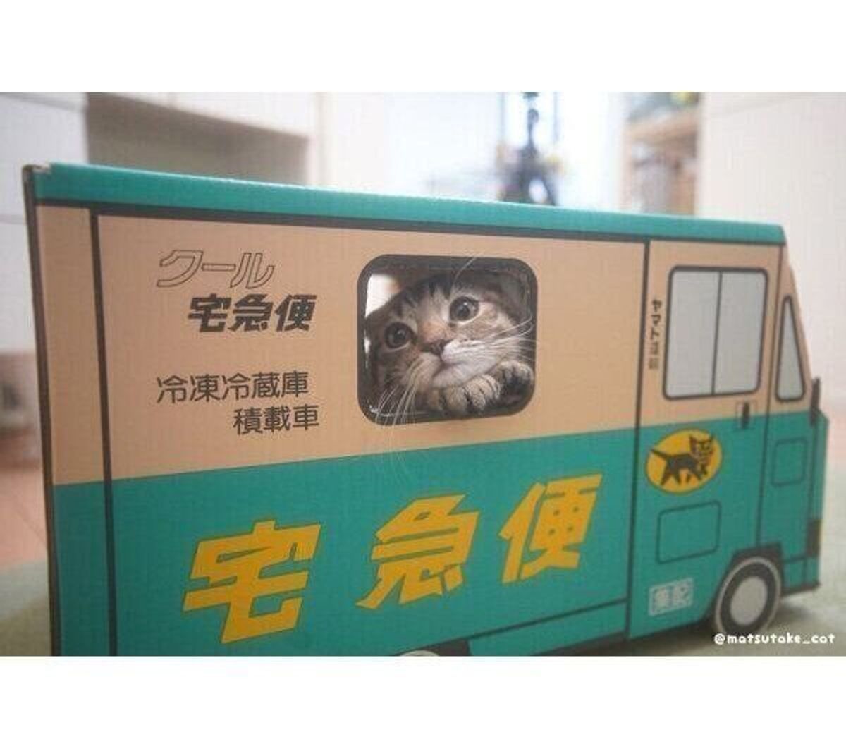 配達に来てください 心 持ってかれました トラックの窓から顔を出す子猫があざと可愛い ねこのきもちweb Magazine 配達に来てください 心 持ってかれました トラックの窓から顔を出す子猫があざと可愛い ねこのきもちweb Magazine