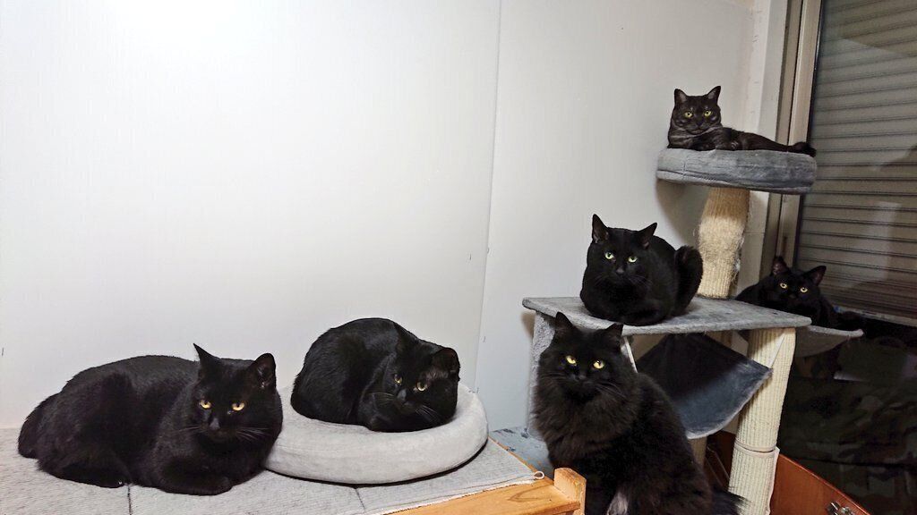 まったりする猫たち