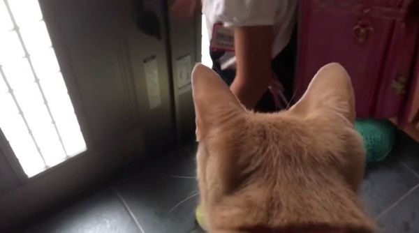 お姉ちゃんを見つめる猫