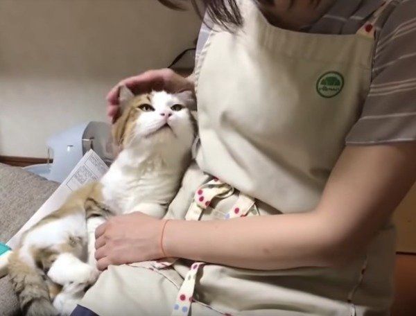 甘えるニャンコ