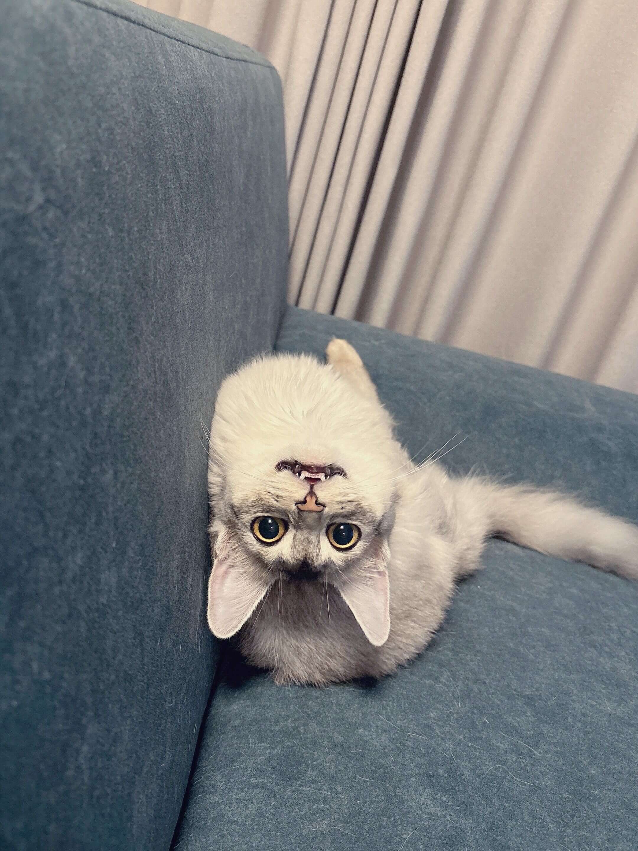 のけぞっているソマリ