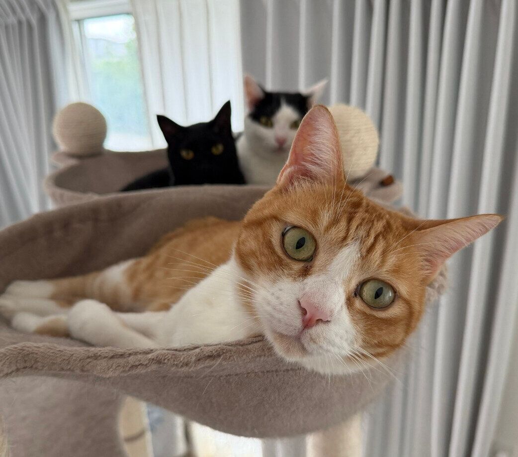 飼い主さんを見つめる卍丸くんたち。