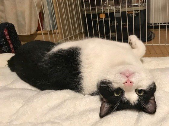 寝転がるスコティッシュフォールド