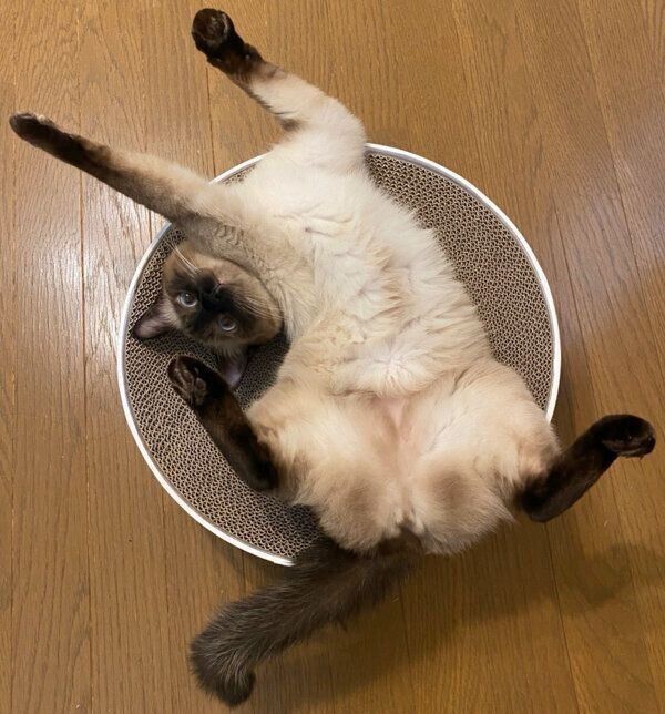 くつろぐなみちゃん