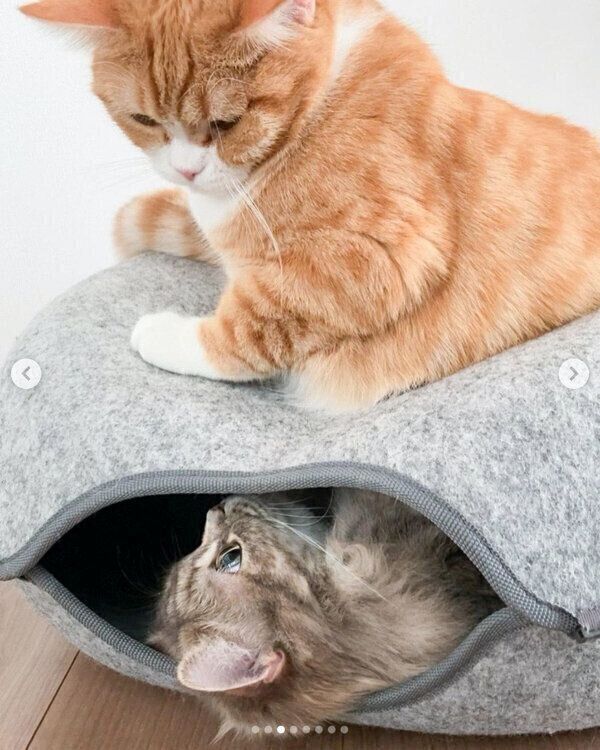 遊ぶテテくん、モモちゃん