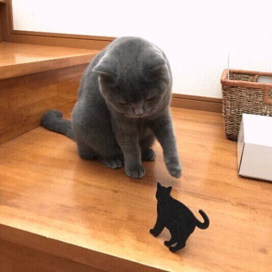 ブリティッシュショートヘアのラムちゃん