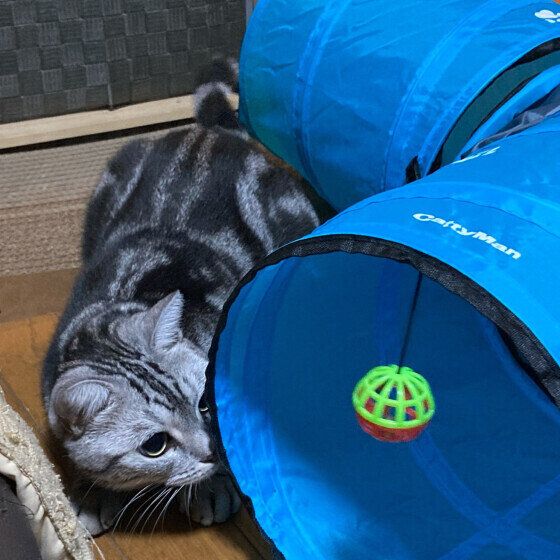 アメリカンショートヘアのつむぎちゃん