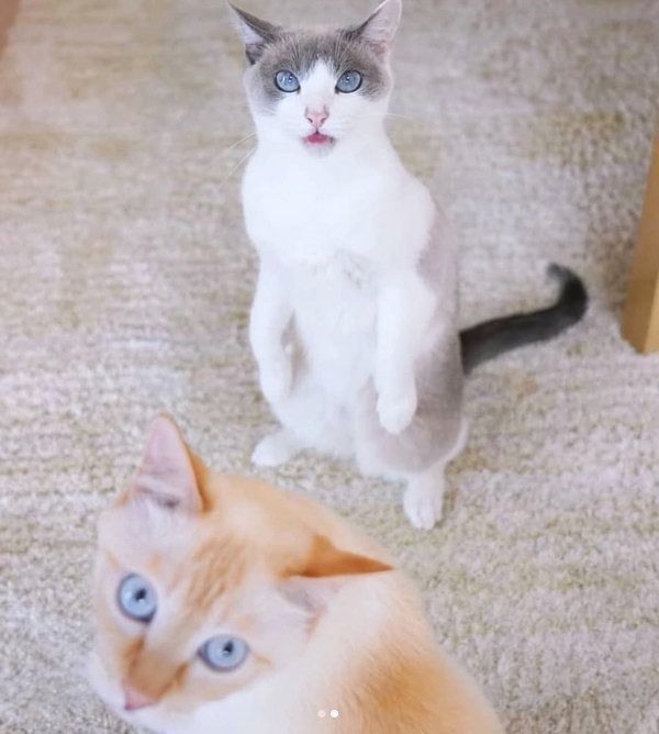 ちゅ〜るの余韻がすごい猫