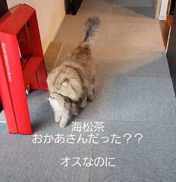 鹿の子ちゃんのことをリビングに連れ戻す海松茶くん